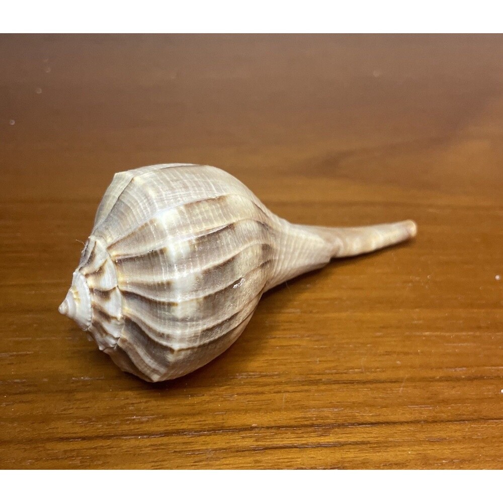 Lightning Whelk Seashell Genuine Sea Shell Sanibel Island Florida 4”